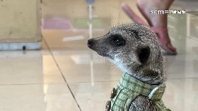 文 求警尋狐蒙1200