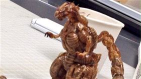 原PO表示，保證連女朋友、老婆都不敢碰的蟬哥吉拉。（圖／翻攝自《爆廢公社公開版》）