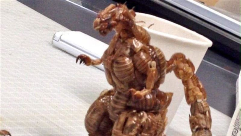 變種蟲王哥吉拉超驚悚　女網友嚇瘋：離婚
