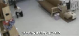 大陸,重慶,貓,英短金漸層,兒子,寵物店,賠償