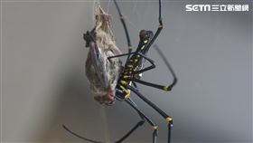 楊政峰提供,屏東,墾丁,墾管處,人面蜘蛛,蝙蝠