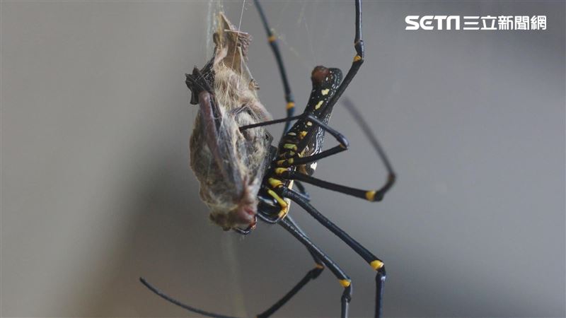 奇景！直擊「人面蜘蛛」吃蝙蝠震撼畫面