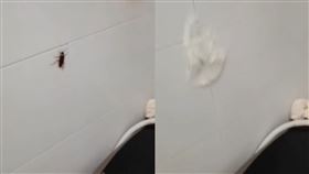 蟑螂,活捉,衛生紙,殺死,方法,廁所,家裡,浴室,微博