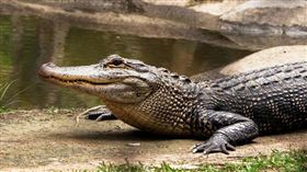 鱷魚。（示意圖／Unsplash）