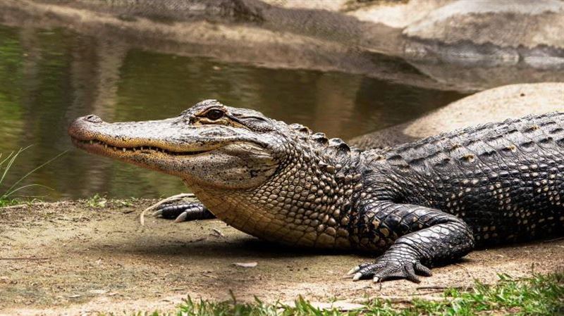 植物學家夫妻受BBC採訪後　遭毆死餵鱷魚