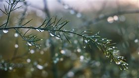 露水（示意圖／翻攝自pixabay）