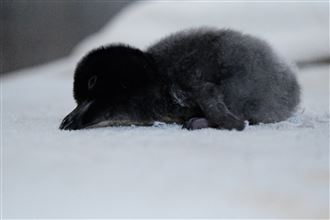 屏東海生館企鵝寶寶誕生！飼育員直呼感動