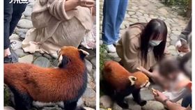  四川為熊貓（圖／翻攝自沸點視頻微博）