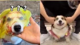 （圖／翻攝自白鹿視頻）