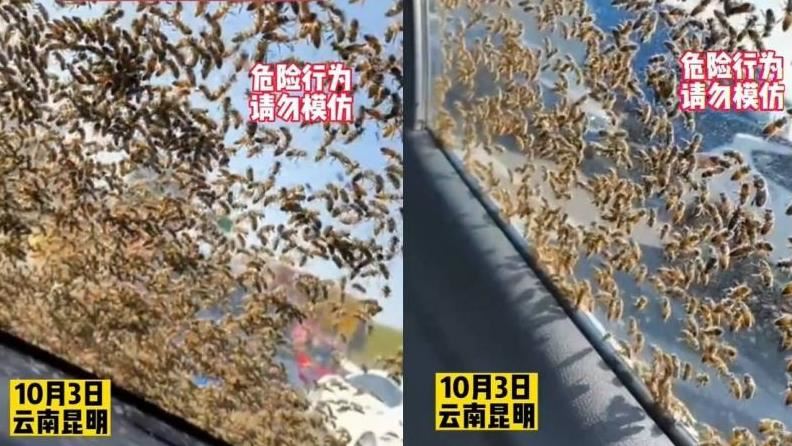 見蜜蜂休息　他手賤偷走蜂后慘遭一路追殺