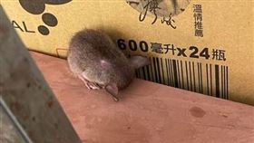 老鼠縮成一團。（圖／翻攝自爆廢公社二館臉書社團）