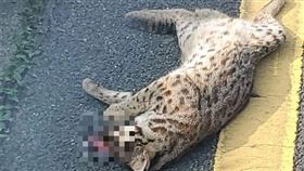 圖／石虎保育大使 阿虎加油臉書 https://www.facebook.com/photo.php?fbid=407236228255897&set=pb.100069085694766.-2207520000..&type=3