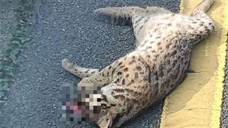 這項工程破壞棲地　石虎慘死50公里外海邊