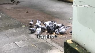 獨／銀樓老闆餵野生鴿　害鄰居長紅疹