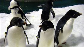 阿德利企鵝。（圖／國立海洋生物博物館提供）