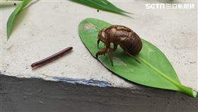 ▲蟬蛻 秋蟬 蟬蛻大軍 蟬殼 金蟬脫殼（圖／記者許雅惠攝影）