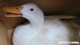 鴨霸泡泡點點成長日記、Patty授權提供