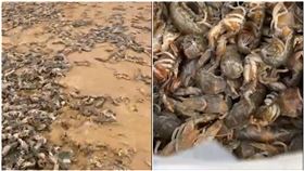 海灘出現「免費活蝦」大嬸狂檢30斤回家！專家揭反常真相（圖／翻攝自閃電新聞）