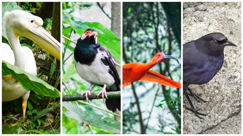 「鴝、䴉、椋」你會讀？動物園說文解字