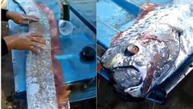 斷層,地震,皇帶魚,墨西哥,智利