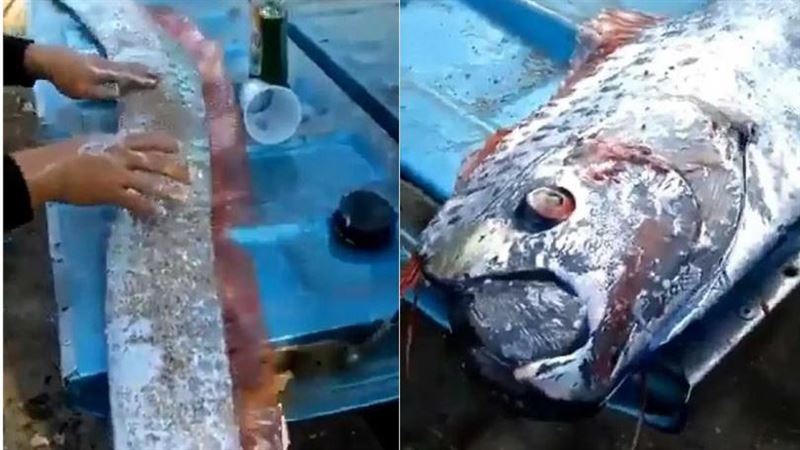 漁民捕獲「超巨地震魚」民眾全嚇爆