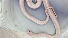 台中,溪南分隊,白蛇,白化雨傘節,消防員（圖／翻攝畫面）