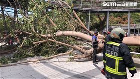 台中鰲峰山清水鬼洞附近傳出樹倒壓傷3人。（圖／民眾提供）