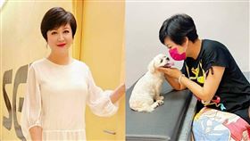 女星崔佩儀8歲愛犬「妹妹」瘸腿，花了12萬元開刀救治。（圖／翻攝崔佩儀臉書）