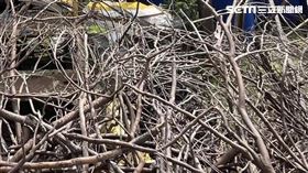 台灣版哈利波特！妙麗「葡萄藤」魔杖可殺菌　「漂流木」也奏出動人樂章。（圖／信義房屋提供）