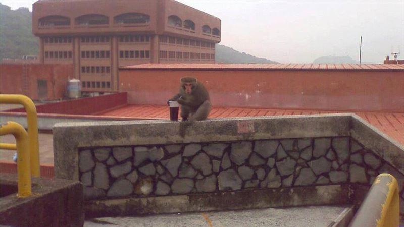 進化了？驚見獼猴「插吸管喝飲料」超熟練