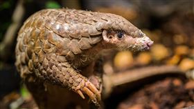 雌性穿山甲「潤喉糖」。（圖／翻攝自Zoo Parha臉書）