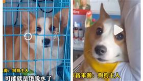 狗（圖／翻攝自新浪新聞微博）