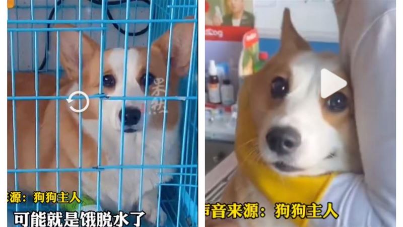 小狗吃到泡芙「7天都不吃狗糧」主人傻眼