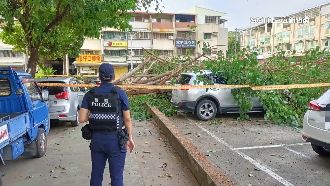 公園2層樓高路樹倒塌　5車遭波及砸毀