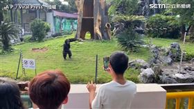 大猩猩受不了，朝著遊客丟泥巴。