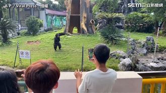 大猩猩遭中國遊客不斷挑釁　朝遊客丟泥巴