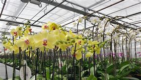 台糖蘭花加拿大熱銷  蝴蝶蘭顏色繽紛加拿大西部市面上銷售的蘭花幾乎都出於台糖之手，蝴蝶蘭顏色繽紛，株株令人喜愛。中央社記者程愛芬溫哥華攝  111年5月6日