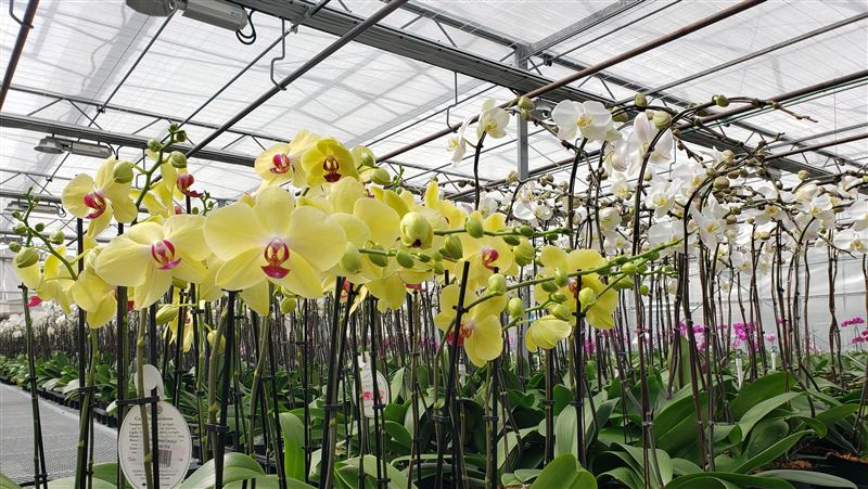 台外銷蝴蝶蘭驗出「雜草」遭退　美下通牒