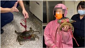 寵物蟹走丟…主人急尋「要買來吃的」！警局團聚網笑翻：史上最溫腥（圖／碇內派出所提供）
