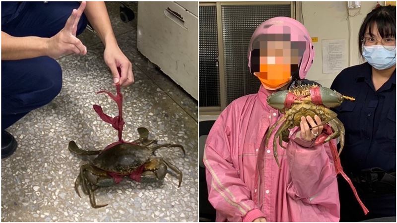 最溫腥的團聚！寵物蟹走丟…靠警察找到了