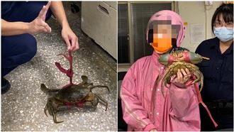 最溫腥的團聚！寵物蟹走丟…靠警察找到了