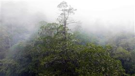 桃山神木(農委會提供)