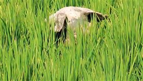 人投胎的豬雲林現蹤　1特徵豬農不敢殺（圖／翻攝畫面）