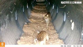 苗栗卓蘭石虎橋出現一對母子檔石虎。（圖／翻攝畫面）