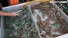 螃蟹,沙母,海鮮,現撈,海產,魚缸,熱炒店（圖／記者李鴻典攝影）