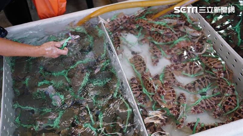 他生吃螃蟹「出現報應」胸痛1個月急就醫