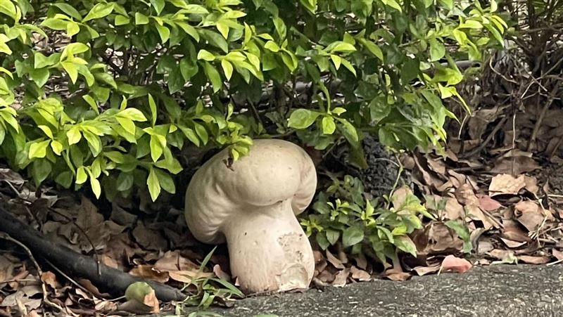 路邊驚見巨無霸蘑菇網全歪樓　真實身份曝