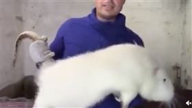 老鼠,海狸鼠,生態,白老鼠,工人https://www.reddit.com/r/nextfuckinglevel/comments/y48hy2/catching_a_rat_this_size/?utm_source=share&utm_medium=android_app&utm_name=androidcss&utm_term=9&utm_content=share_button