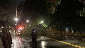 士林凌晨路樹倒塌。（圖／翻攝畫面）