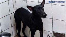 高雄,虐狗,陽台,摔狗,動保